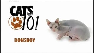 Донской сфинкс 101kote.ru Donskoy 101cats