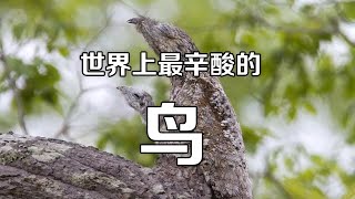 世界上最辛酸的鳥！ 出生就偽裝成樹，這一裝就是一輩子！