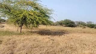 45 Bigha Agriculture Land sale At Mavli Udaipur Rajasthan 09928711128