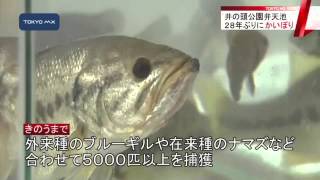 井の頭公園　弁天池で28年ぶりに「かいぼり」