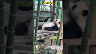 大熊猫星安小jiaojiao比我会摇 #panda #pandafushun #funny #adorablepanda #cute #cutepanda #pandalife #animals