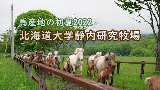 馬産地の初夏2022～北海道大学静内研究牧場