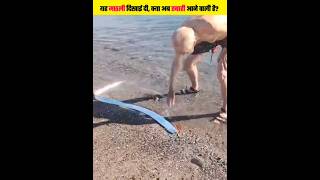 इस मछली के दिखते ही तबाही क्यों आती है? सच आपको हैरान कर देगा | Oarfish | #shorts