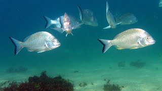 I spot lots of fish, Incredible Underwater World - Relaxation Video with Original Sound.