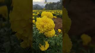 கேந்தி பூ தோட்டம்  / Marigold garden