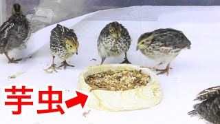 Quail chicks eat a lot of hornworms