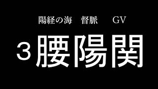 【入門編】督脈のツボの覚え方～経絡・単語帳～