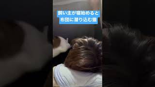 【猫の寝る場所】飼い主の布団に入るネコ#shorts