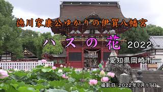 徳川家康公ゆかりの伊賀八幡宮　ハスの花　２０２２　（撮影日：2022年７月17日）