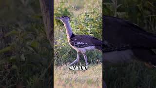 Mengenal #koribustard Burung Terbang Terberat?