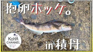 【北海道 釣り】抱卵ホッケを求めて！積丹へ釣りに行ってきました。