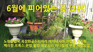 6월에 피어있는 꽃(2편): 노랑송엽국,옥잠화골든티아라,에키네시아,천일홍,백리향,프록스,문빔,물빔,여우꼬리,미니찔레,연꽃,제비꼬깔.Flowers blooming in June.