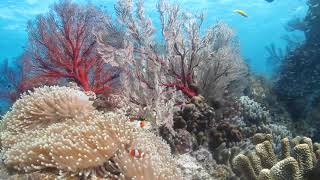 石垣島MOSSDIVERS　竜宮城の住人