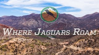 Where Jaguars Roam