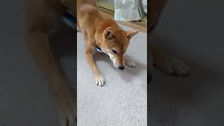 正しい柴犬の歯みがきガムの食べ方  #柴犬  #歯みがき