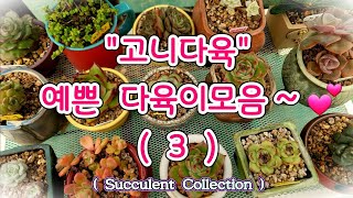 [고니다육] 예쁜 #다육이모음 (3) #SucculentCollection #succulent