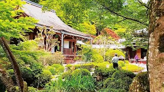 Kyoto Hiking May 20, 2023 大原三千院と寂光院