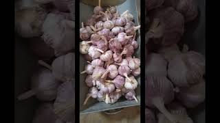 2022 China garlic supplier