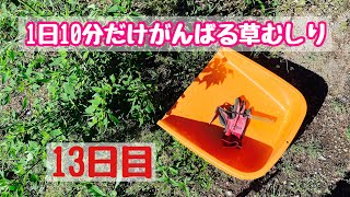 1日10分だけがんばる草むしり【13日目】