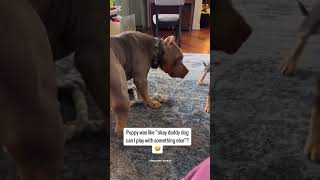 Fearless puppy😂🐕#dog#puppy #toddlersvideos