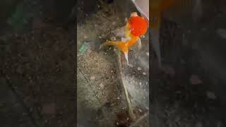 金魚のエサの食べ方が可愛すぎるwww