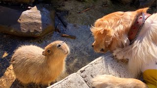 愛犬と行ける動物園へ行って来た！伊豆シャボテン公園