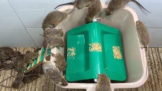 Best Mouse Trap 🐭 The simplest and most effective homemade mouse trap\\Trap with a plastic bucket P2