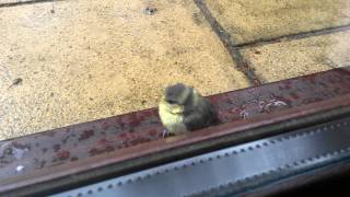 Baby Blue Tit - just fledged!