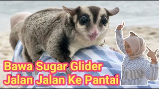 SUGAR GLIDER JALAN JALAN KE PANTAI