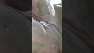 Mysterious Bug 🐛 Caught in Super slo-mo #4k #bug #bugs #animals #anime #slowmo #slowmotion #life