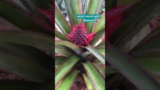 Medusa pineapple 🍍 #exoticfruitplants #exoticvariety #fruitplant #exotic