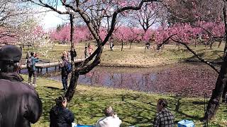 古河まくらがの里・花桃ウオーク（茨城県：2019/3/23-24）