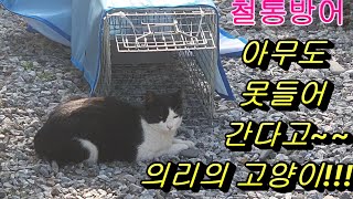 포획틀 앞을 가로막고 있는 의리의 길고양이,