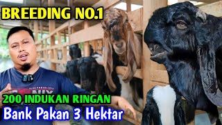 BANGKRUT Beternak Ayam, Kini jadi Peternak Kambing Yang Besar Dan Sukses