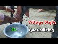 Village Girl goat milking by hand | Goat Milking | Uncover Village