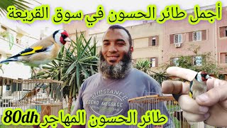 🚨أجمل طائر الحسون في سوق القريعة🇲🇦يوم الاحد 1 دجنبر 2024💰أثمنة طيور الحسون🐦فرجة ممتعة🌹