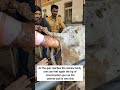 how to do artificial insemination in cow step by step explained prof gnp