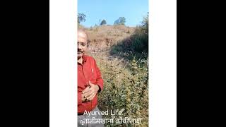 Ayurved Life - Dr Vikram Gaikwad Hygrophila Auriculata             तालीमखाना कोकीलाक्ष