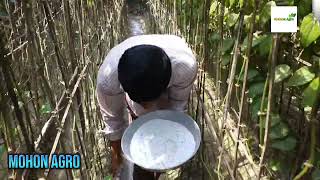 পান ক্ষেতের পরিচর্যা - Betel cultivation। পান চাষের আধুনিক পদ্ধতি। Agro