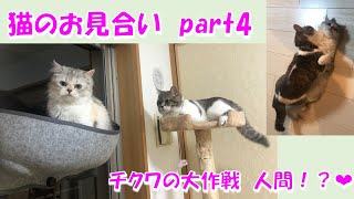 【猫のお見合い】ちくわの次なる一手〜ちくわ恋物語　part4〜