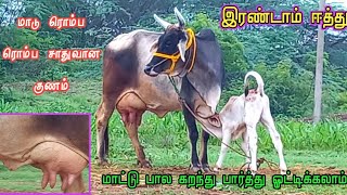 வளமான தரமான காங்கிரேஜ் கன்று மாடு நாட்டு மாடு விற்பனை(செம்ம size)