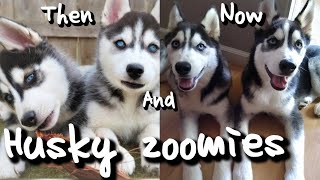 Siberian Husky Puppies 💗Then and Now. Zoomies!#zoomies #funny #youtube #youtubeshorts