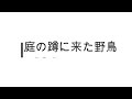 2021年4月17日 庭の蹲に来た野鳥