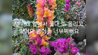 덴파레꽃대가 또 올리고 있어요 바깥에 있는아이들 찍어봤어요