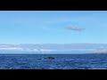 kohala sail and sea whale watching big island hawaii