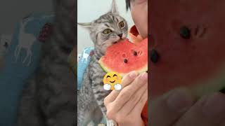 Momen unik kucing makang semangka 😍 #shortvideo
