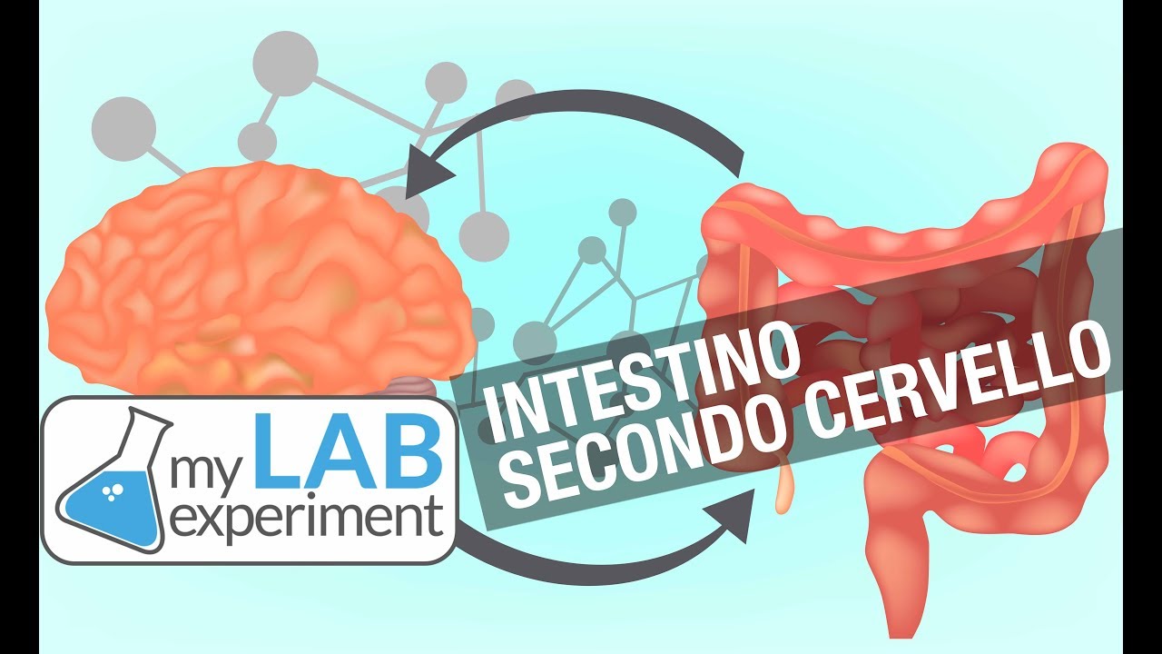 INTESTINO, Secondo CERVELLO: Cosa Significa? - YouTube