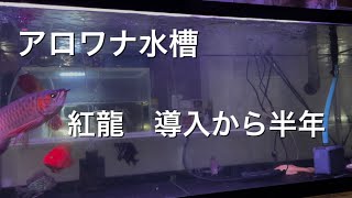 【アロワナ水槽】○○万のレッドアロワナ(紅龍)導入から6ヶ月の変貌ぶり