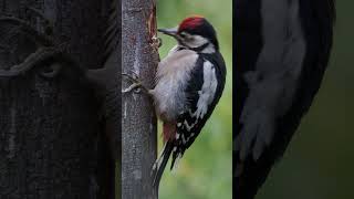 Juvenile Great Spotted Woodpecker hammers that post