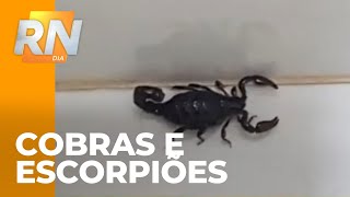 Infestação de animais peçonhentos